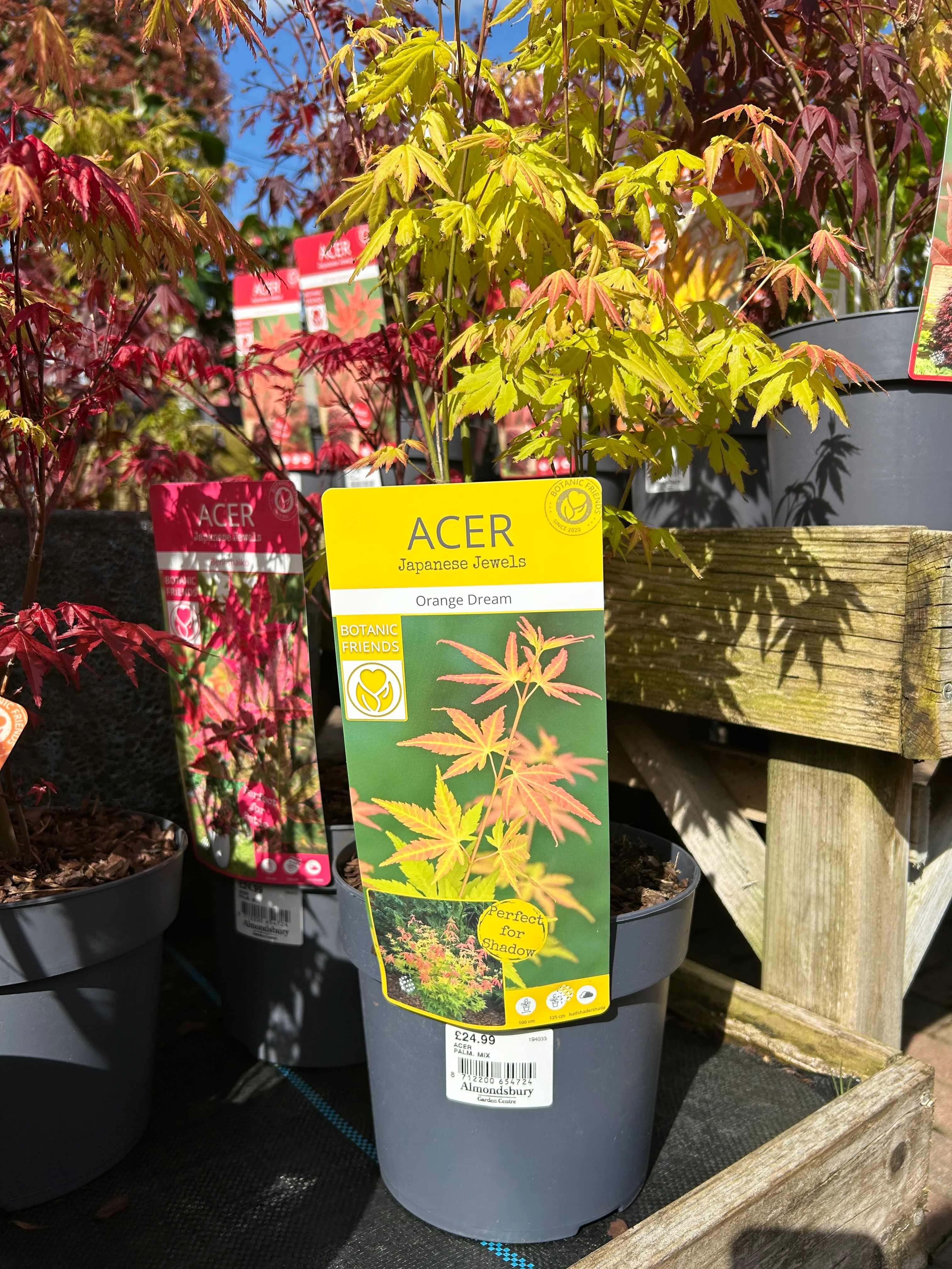 Acer Palm Mix 19cm (7 varieties) - Image 3