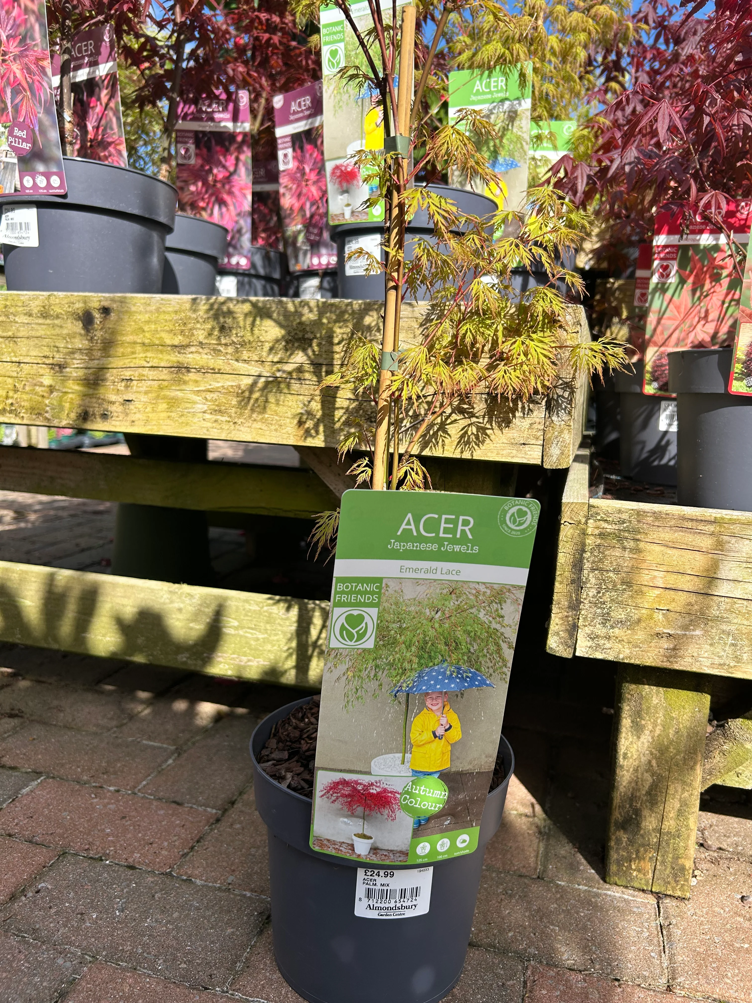 Acer Palm Mix 19cm (7 varieties) - Image 6