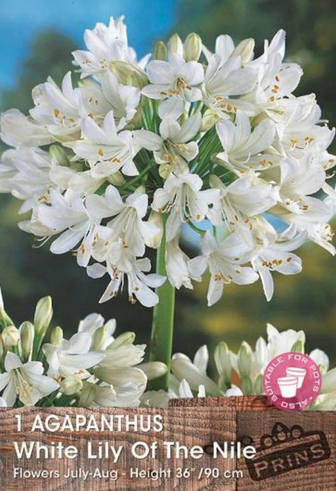 Agapanthus White 1 Per Pack