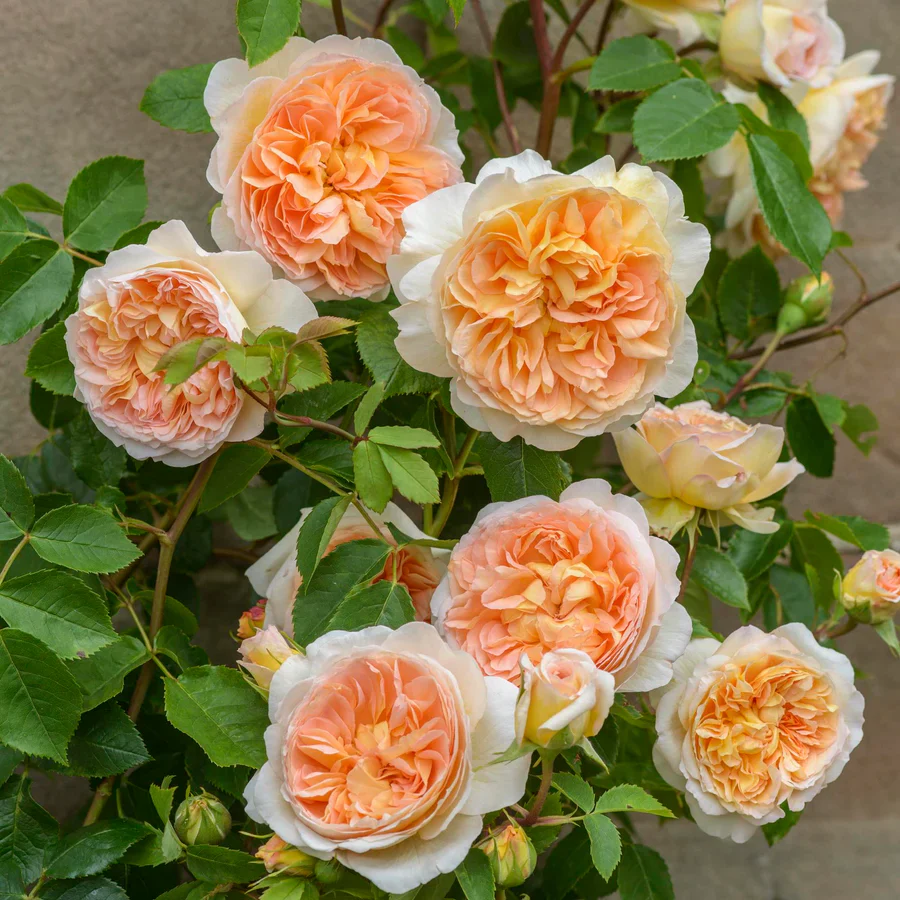 Bathsheba Rose - Image 2