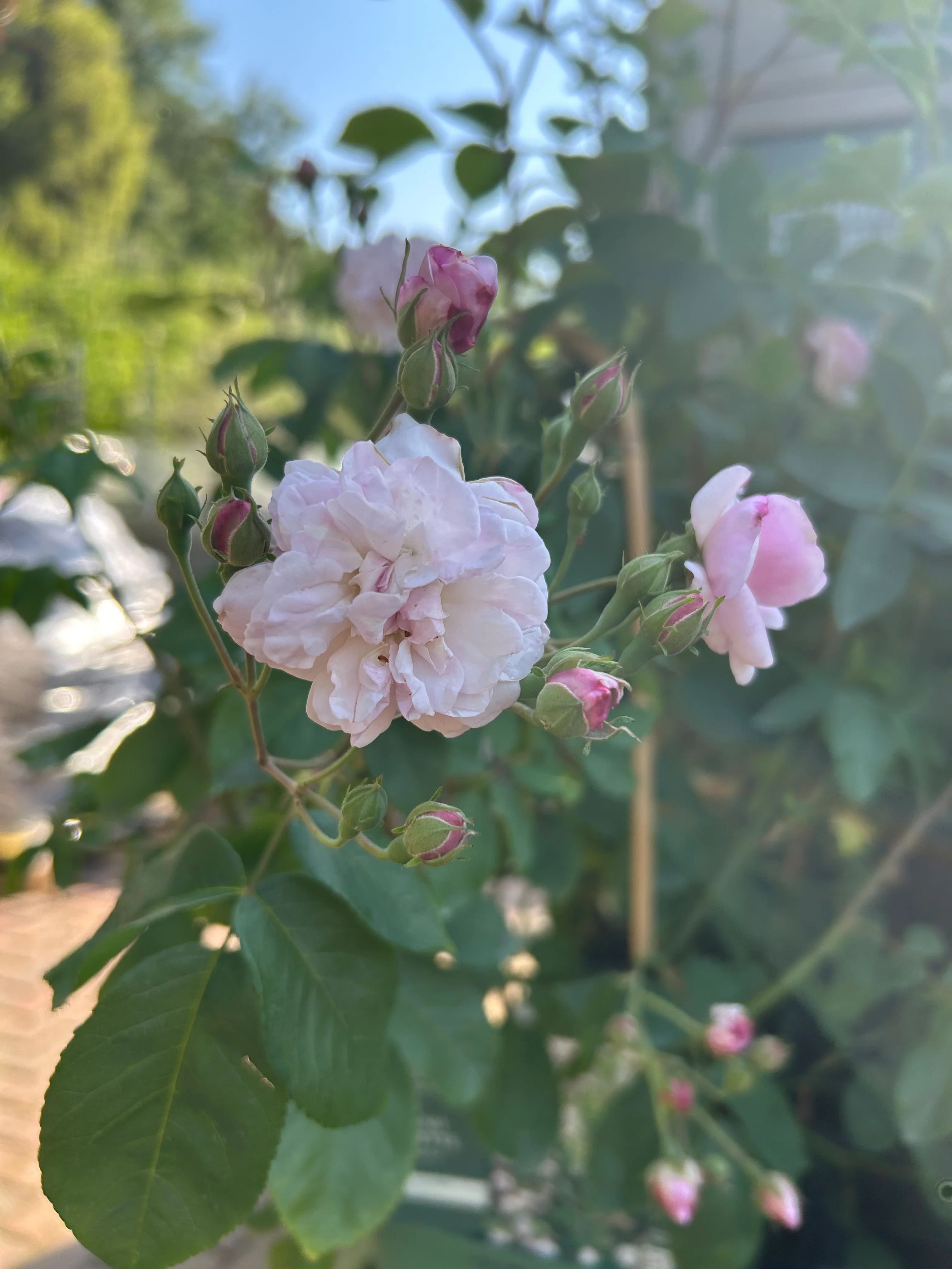 Blush Noisette - Image 3