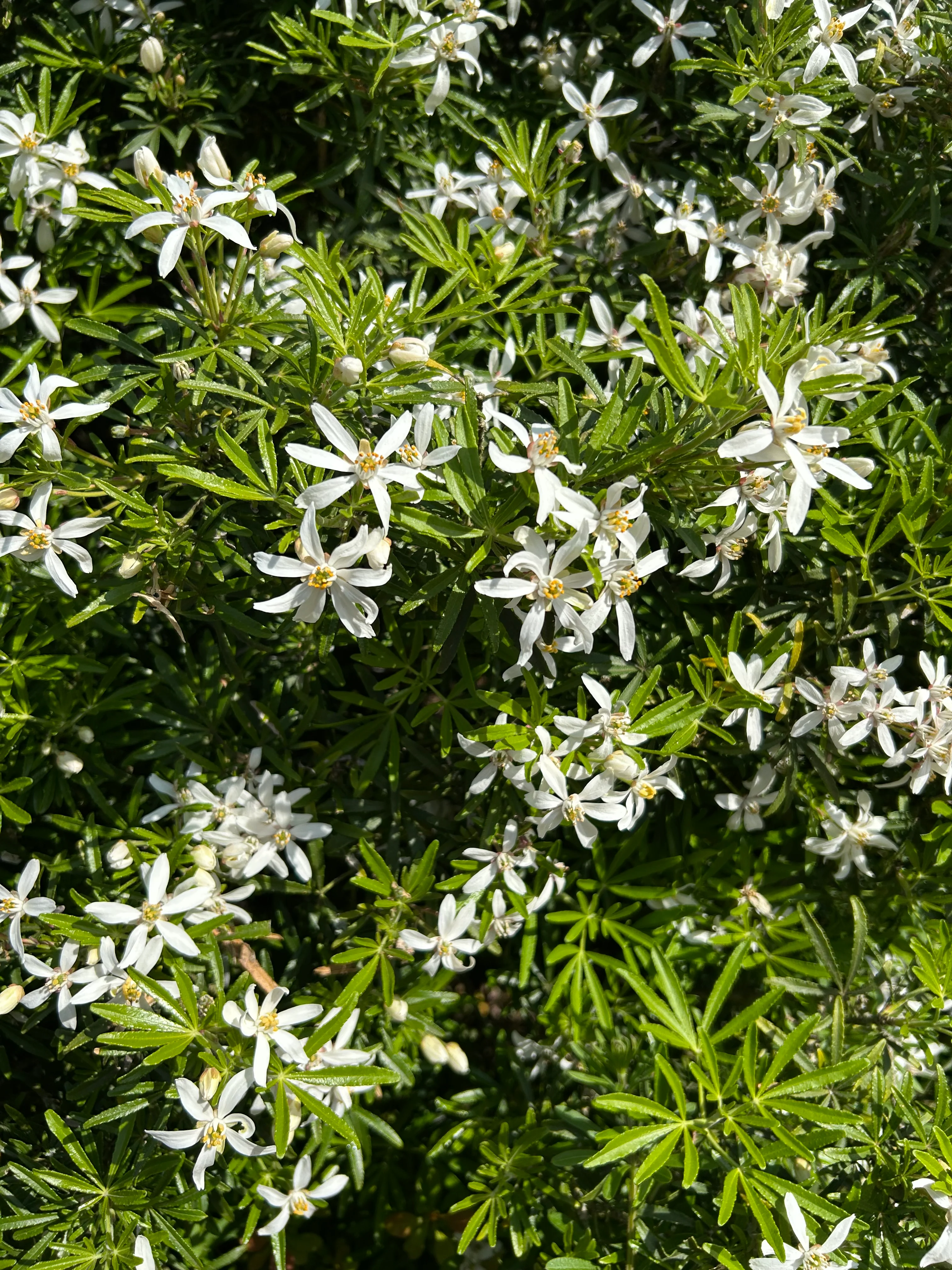 Choisya White Dazzler - Image 3