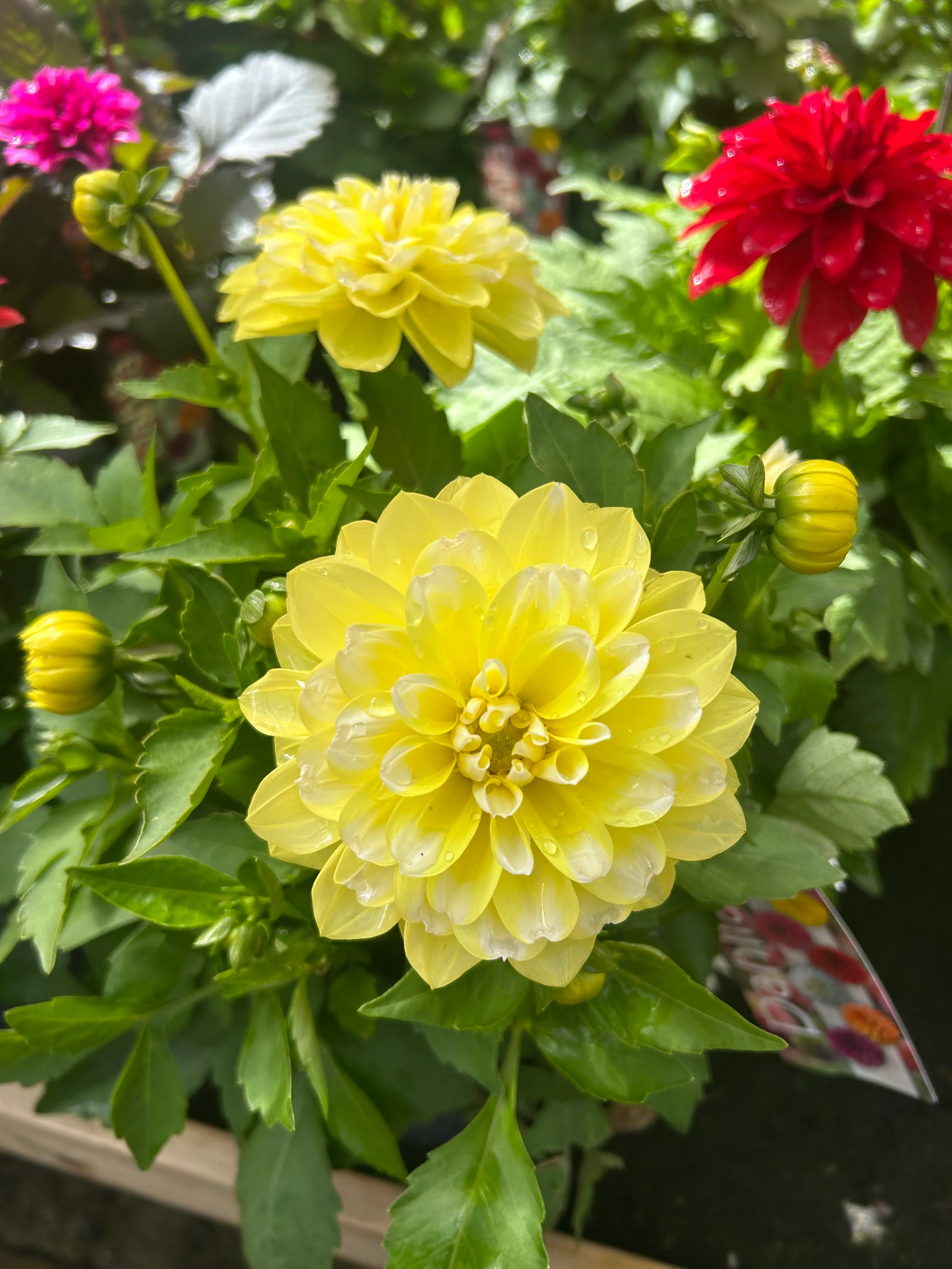 Dahlia Labella Grande 17cm - Image 3