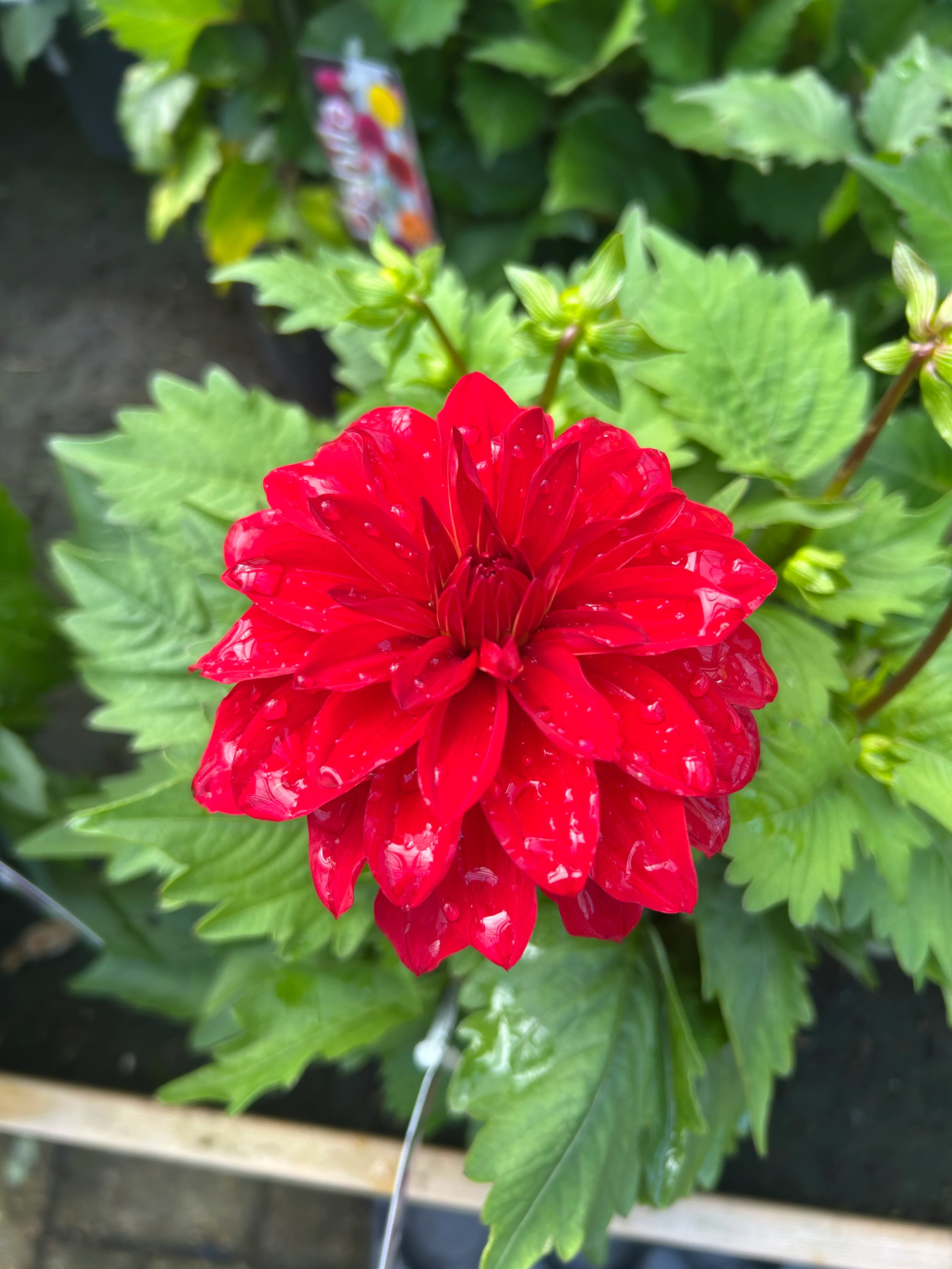 Dahlia Labella Grande 17cm - Image 4
