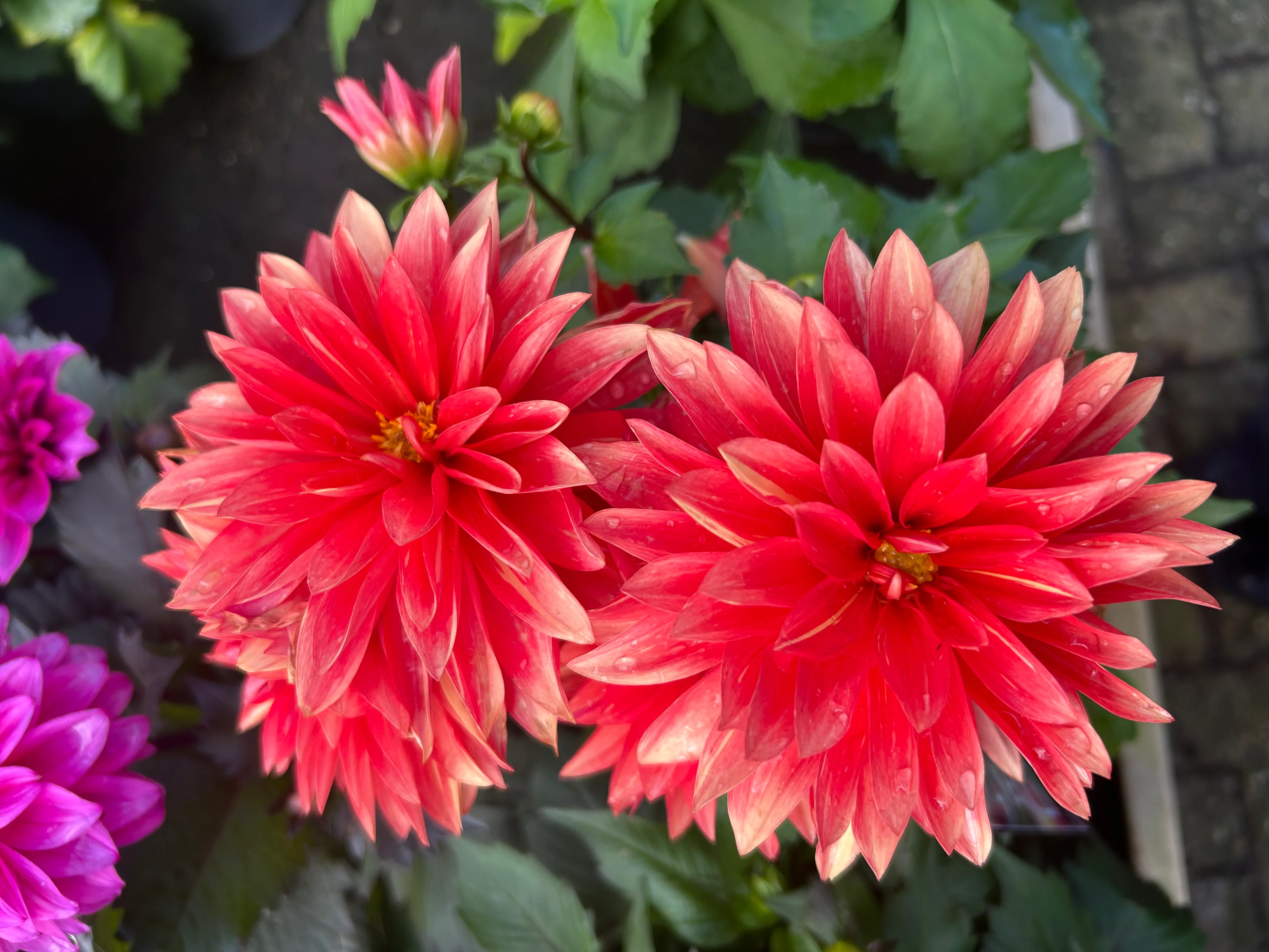 Dahlia Labella Grande 17cm - Image 5