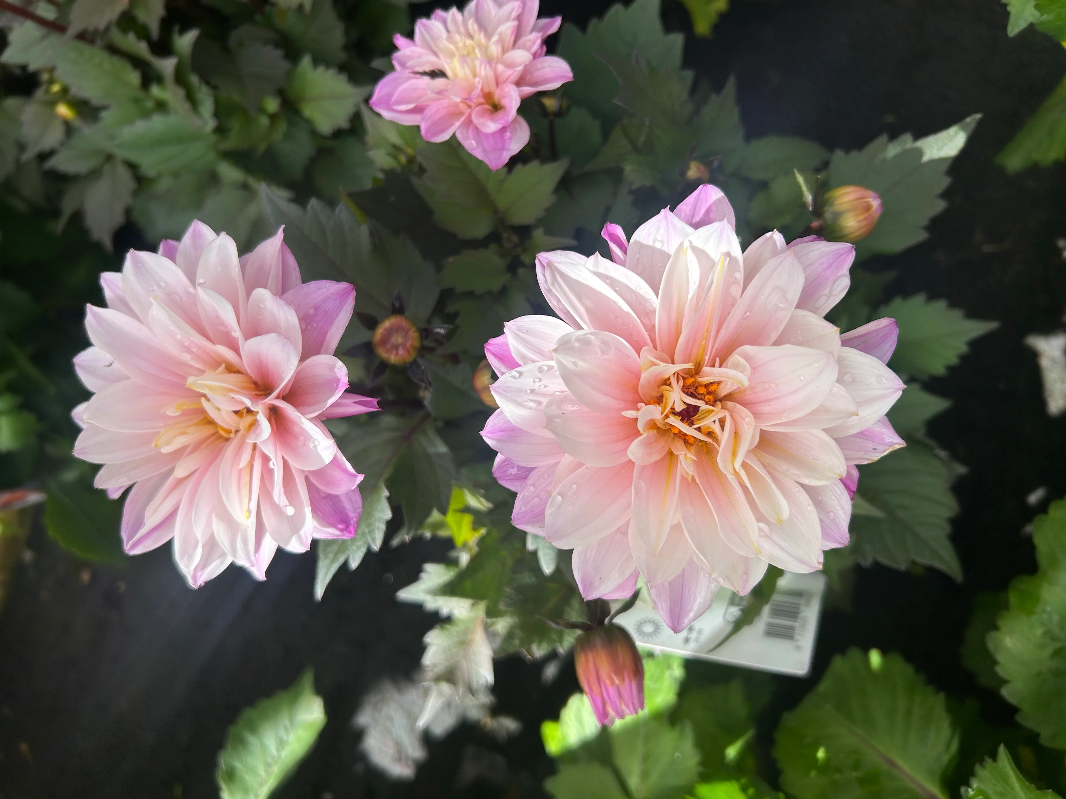 Dahlia Labella Grande 17cm - Image 7