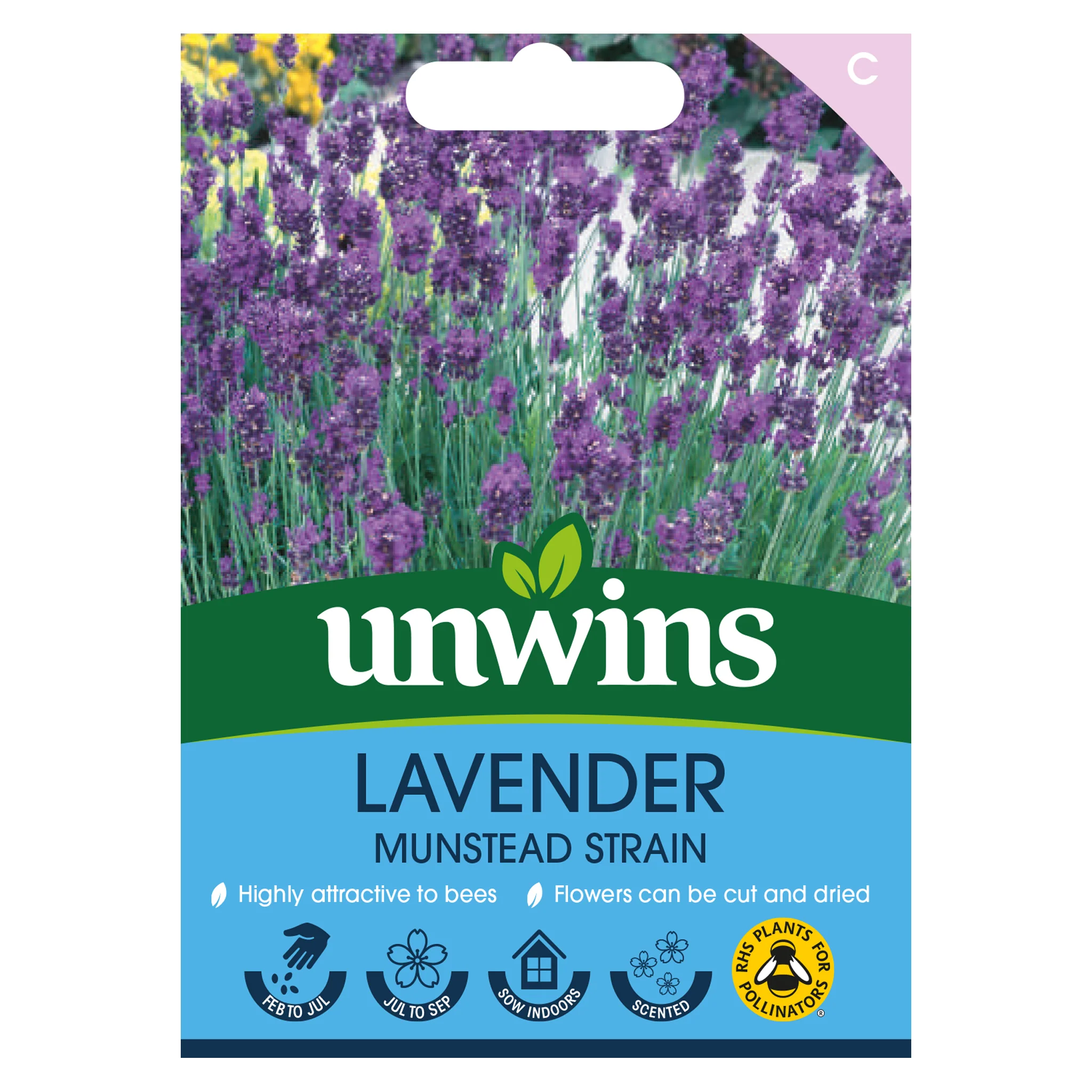 Lavender Munstead Strain