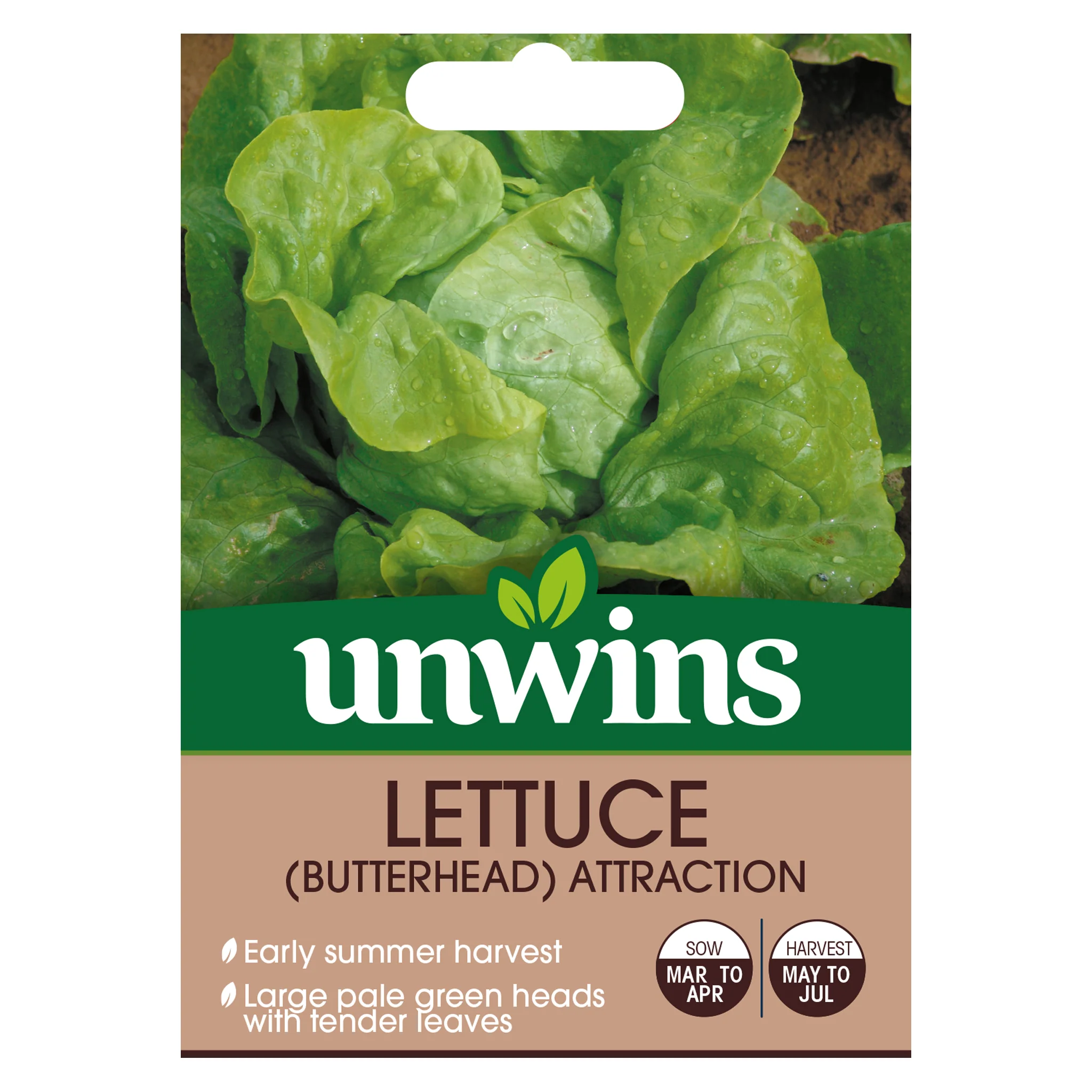 Lettuce (Butterhead) Attraction