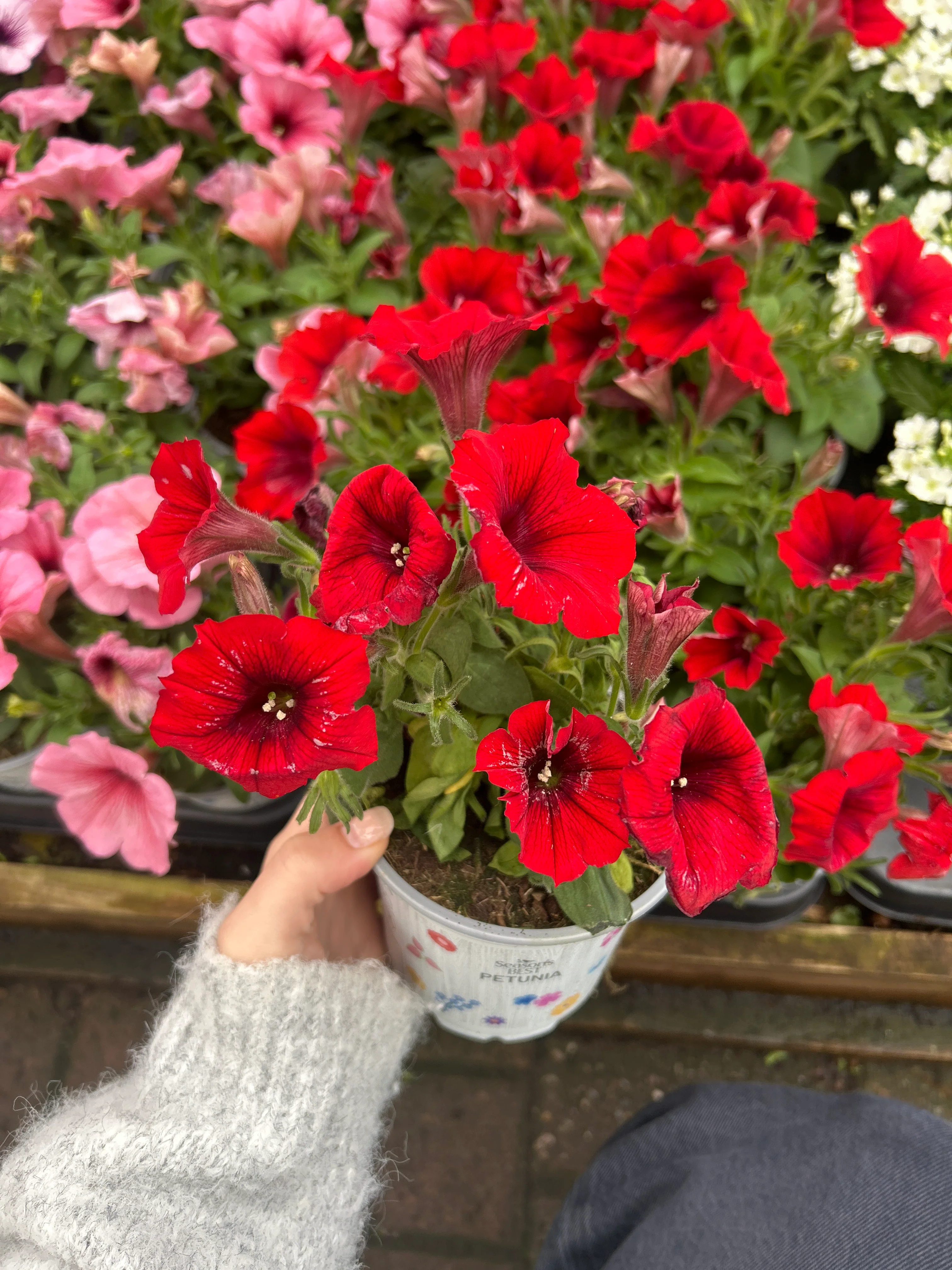 Seaons Best Petunia 10.5cm - Image 3