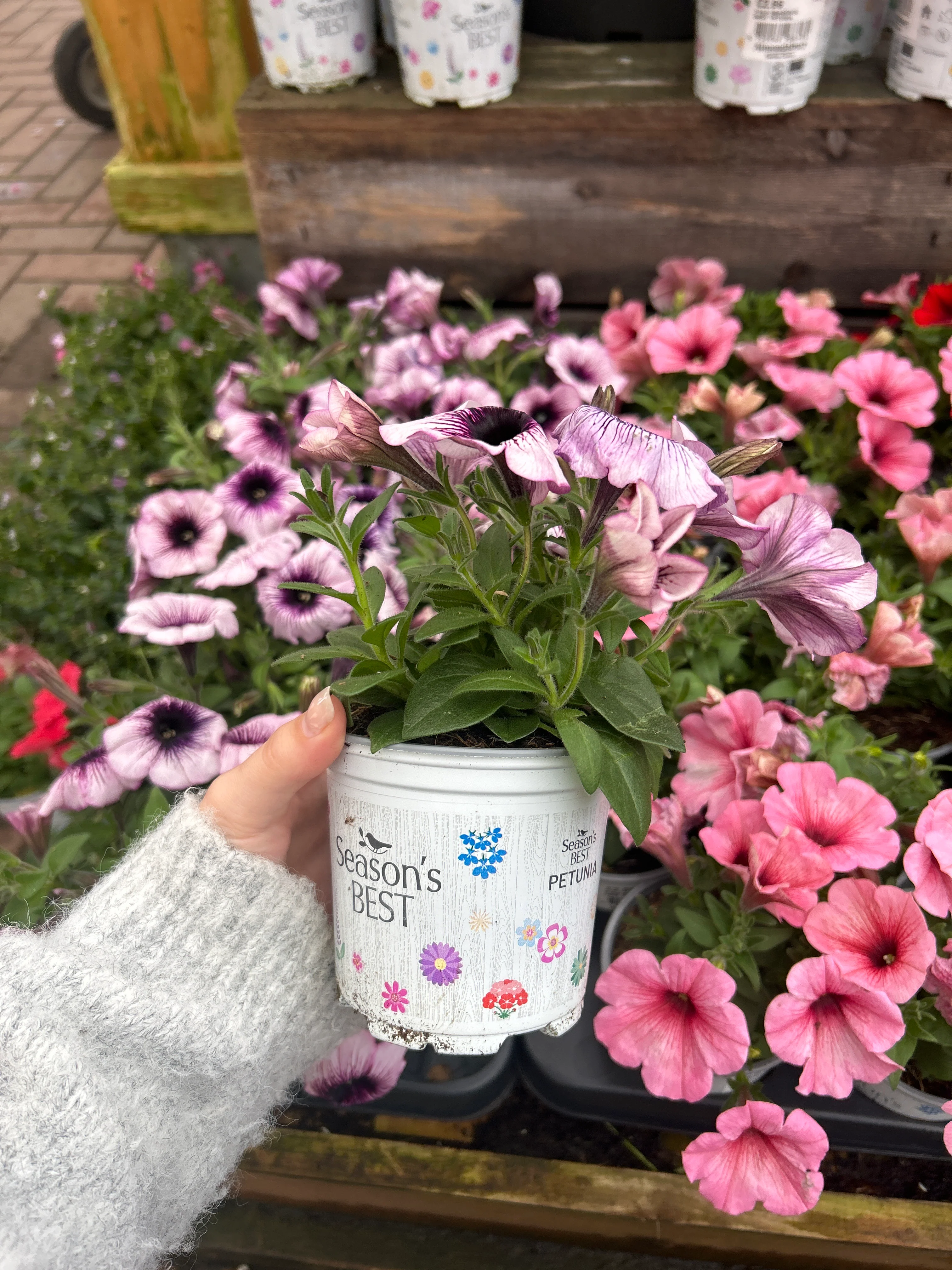 Seaons Best Petunia 10.5cm - Image 4