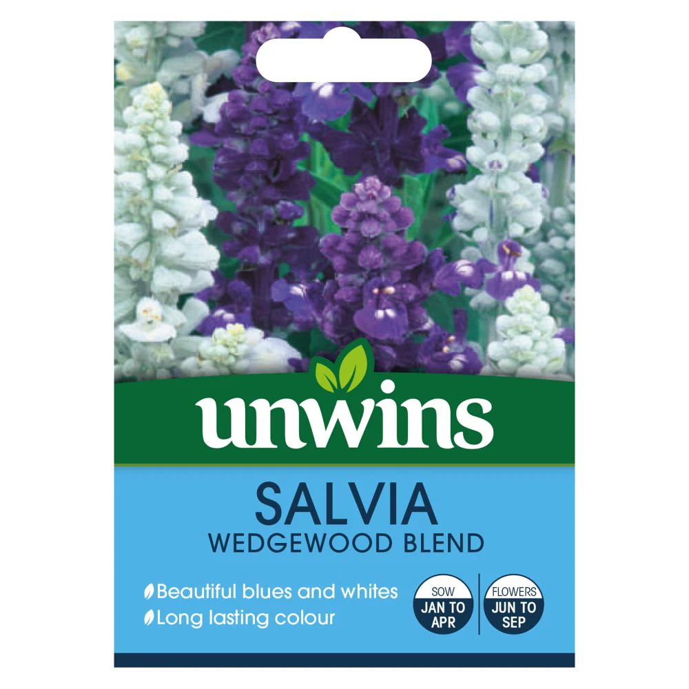 Salvia Wedgewood Blend