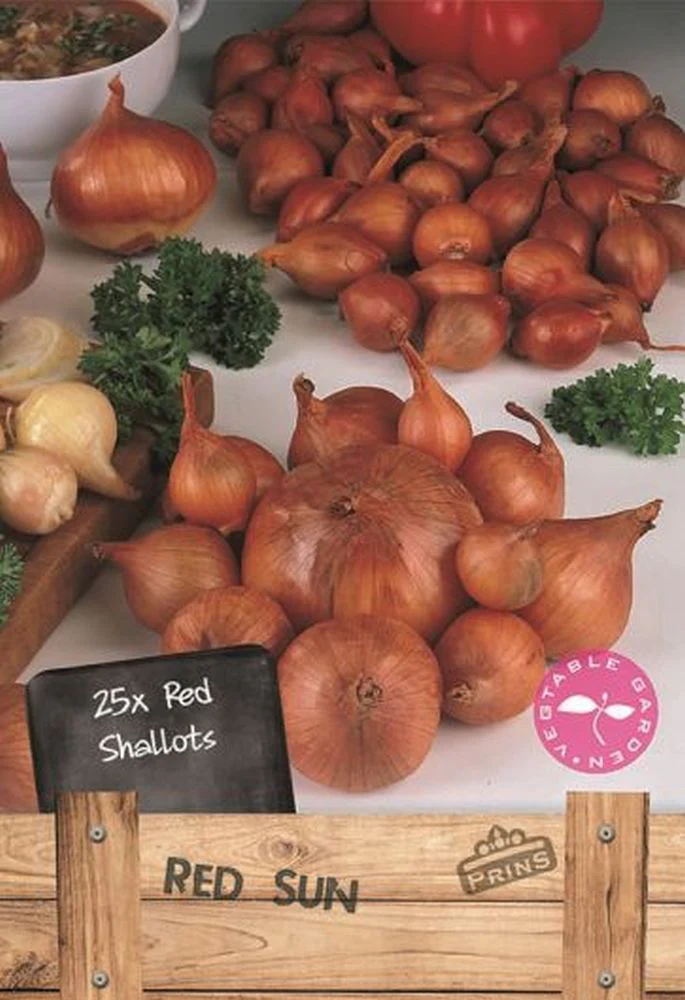 Shallots Red 25 Per Pack