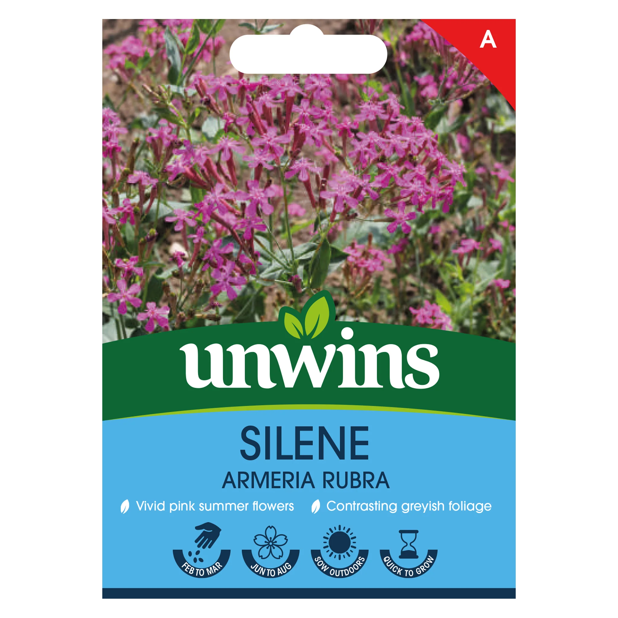 Silene armeria Rubra