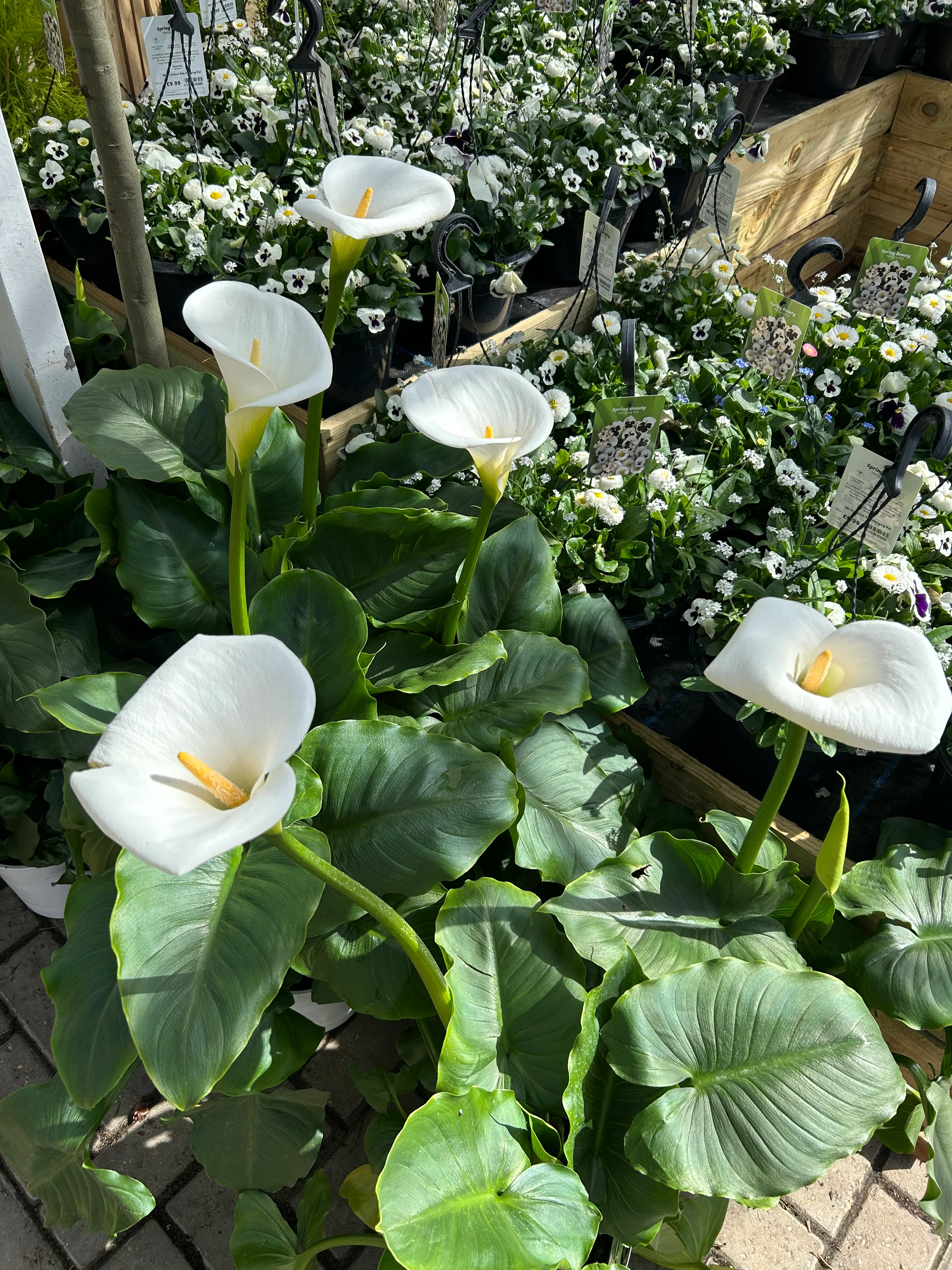 Zantedeschia 5L (Calla Lily) - Image 2