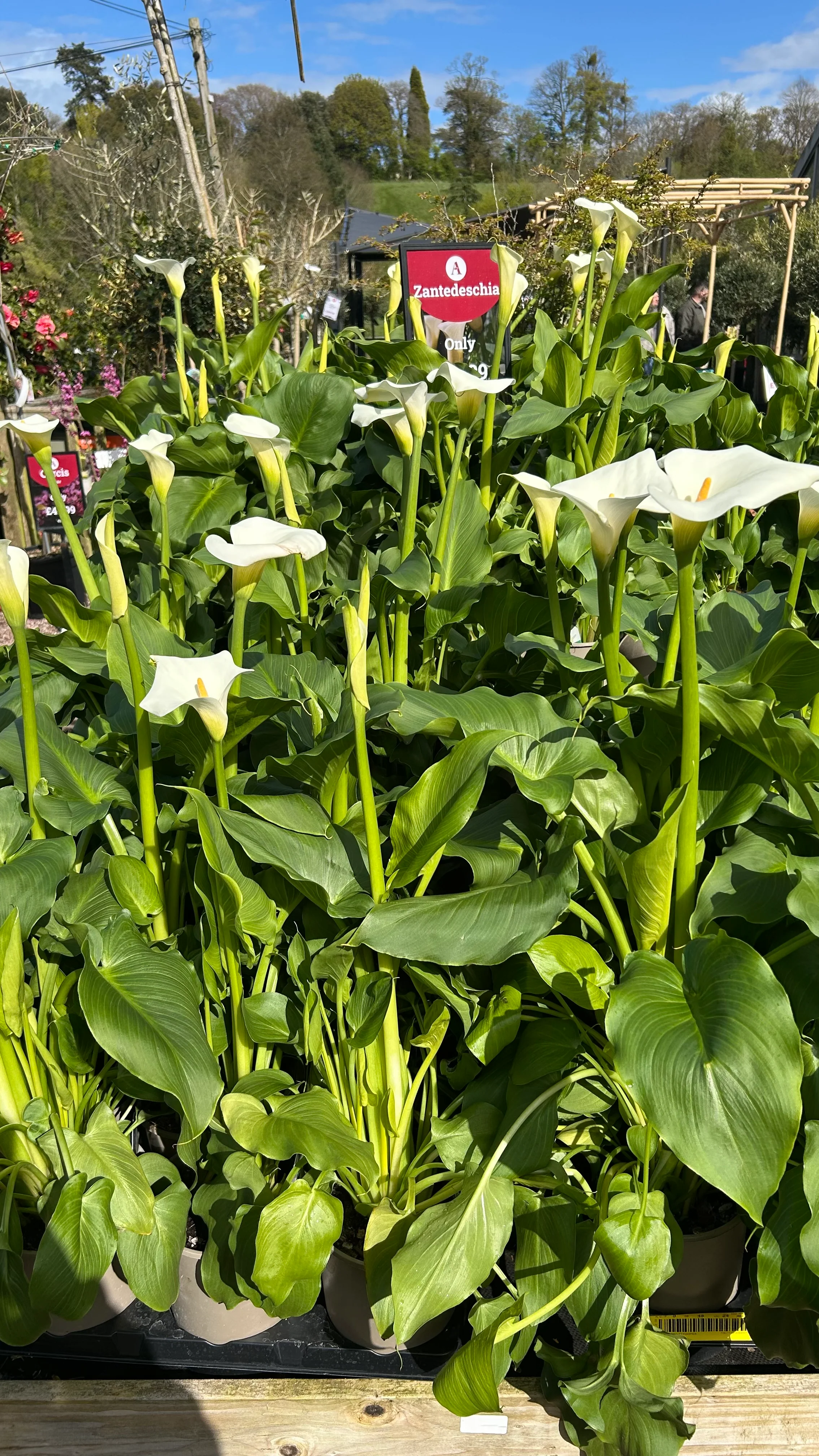 Zantedeschia 5L (Calla Lily) - Image 3