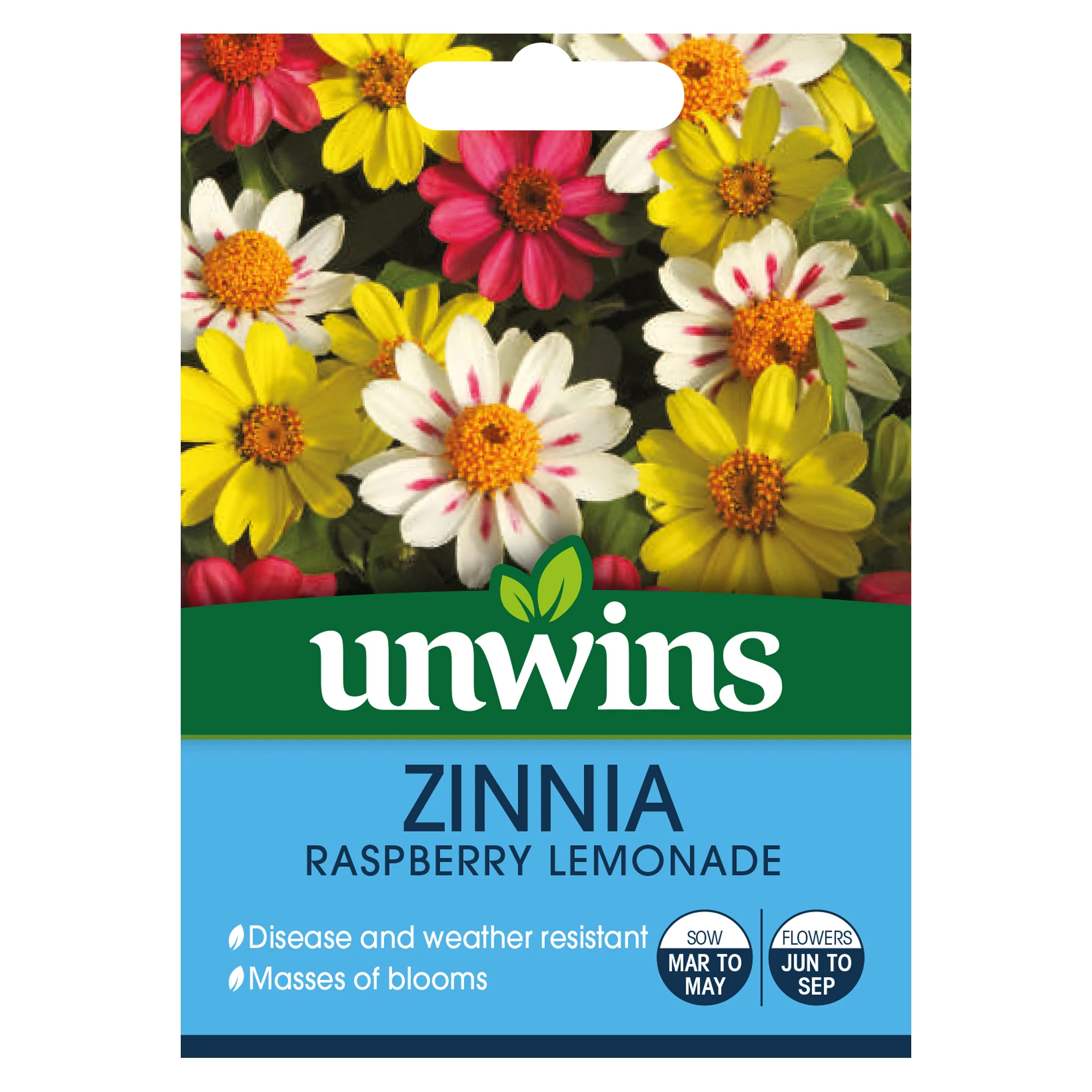 Zinnia Raspberry Lemonade